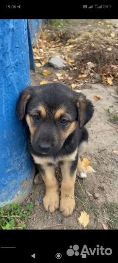 Щенки дворняжки