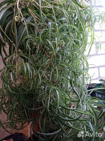 Хлорофитум хохлатый(кудрявый) Бони