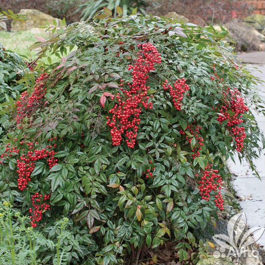 Комнатный бамбук