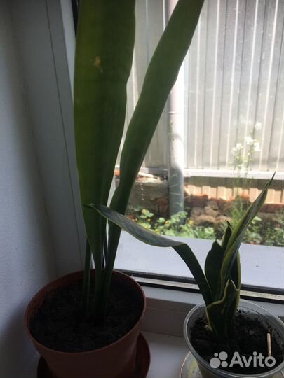 Комнатные растения цветы