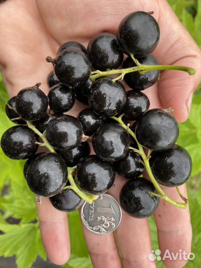 Смородина крупная сладкая морозостойкая черная