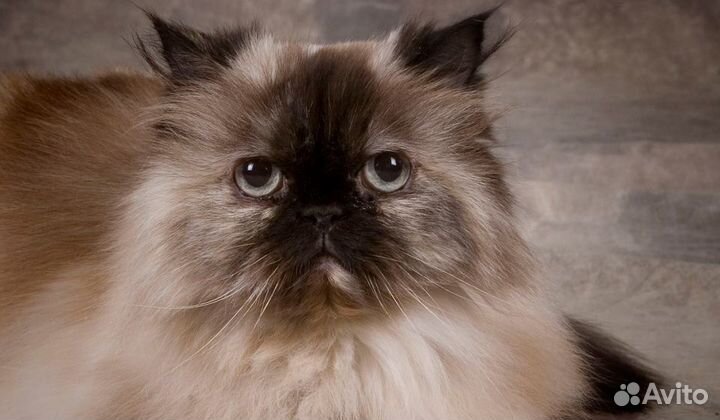 Гостиница-временный присмотр для кошек