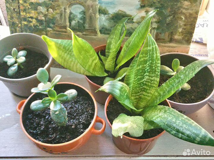 Сансевиерия ханни щучий хвост