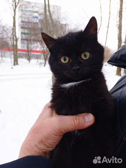 Молоденький котик Даня в добрые руки