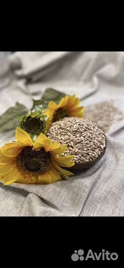 Ядро подсолнечника