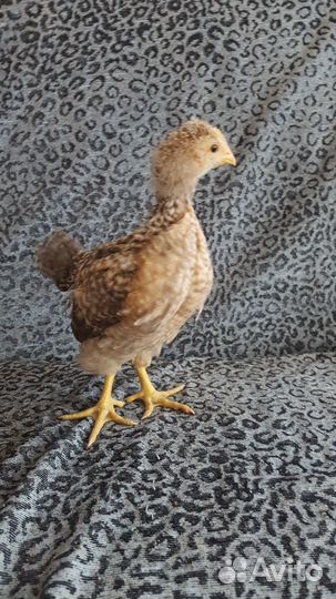 Инкубационное яйцо билефельдер