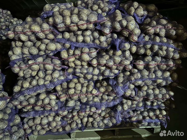 Картофель гала