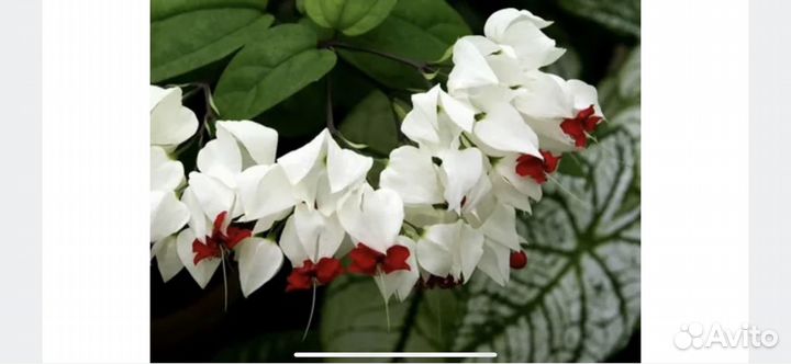 Клеродендрум Госпожи Томпсон