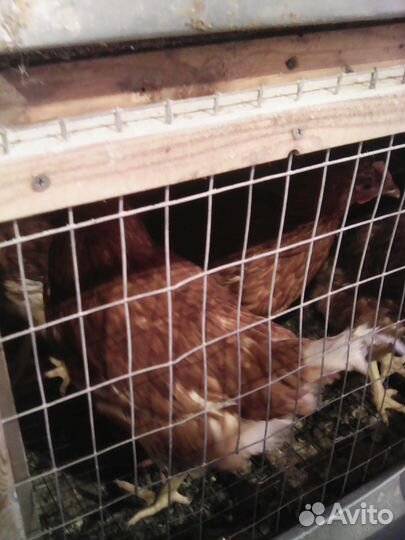 Куры молодки несушки, доминант