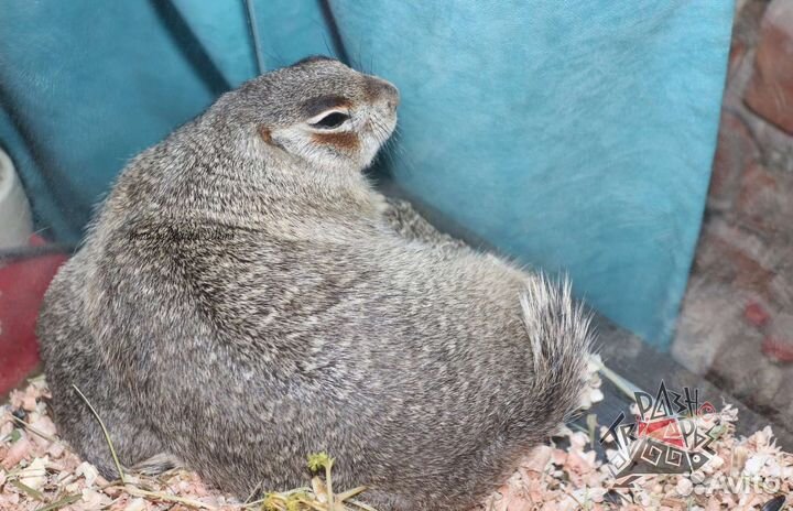 Талломисы и полевой хомяк