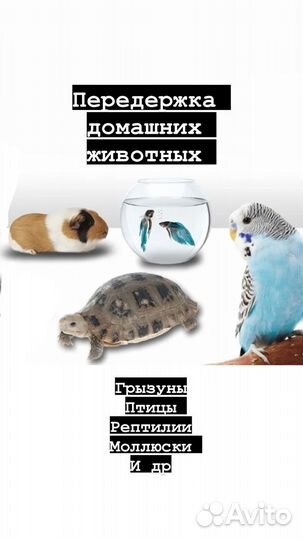 Передержка мелких животных