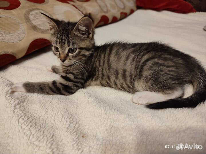 Милая малышка ищет хозяина