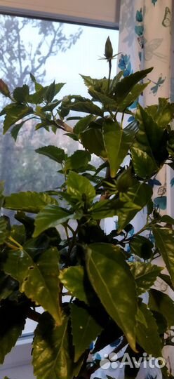 Гибискус (китайская роза)