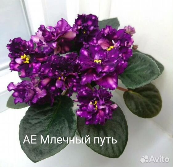Сортовые фиалки