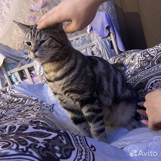 Американская короткошерстная кошка