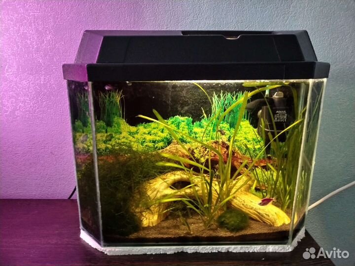 Аквариум + содержимое
