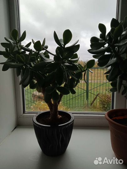 Толстянка - денежное дерево, сформирована крона