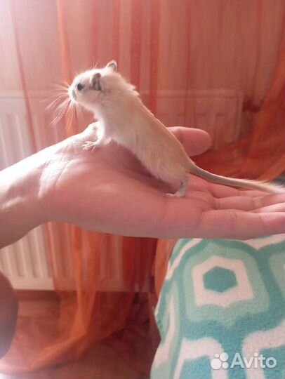 Монгольская песчанка