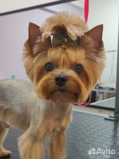 Стрижка собак (йорк) и кошек