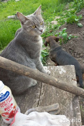 Потерялась кошка