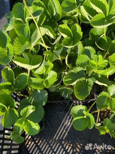 Клубника усы