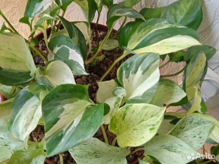 Сциндапсусы разные сорта