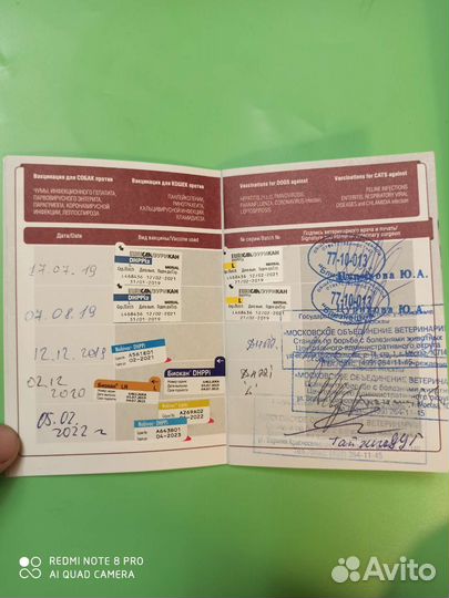 Кобель лабрадора вязка