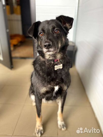 Маленькая собака в добрые руки бесплатно