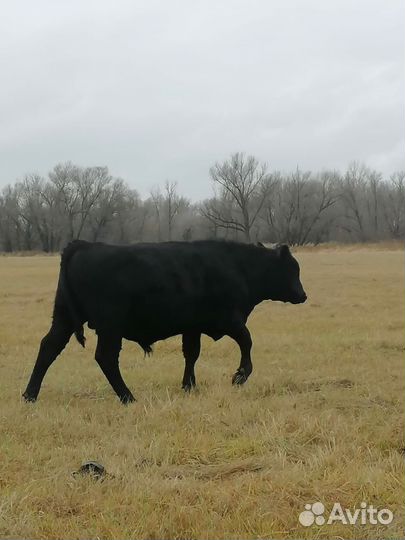 Абердин- ангусские бычки