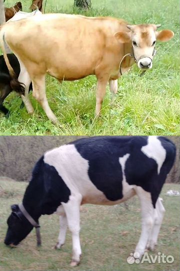 Бычок Джерсейский. Обалденный камори