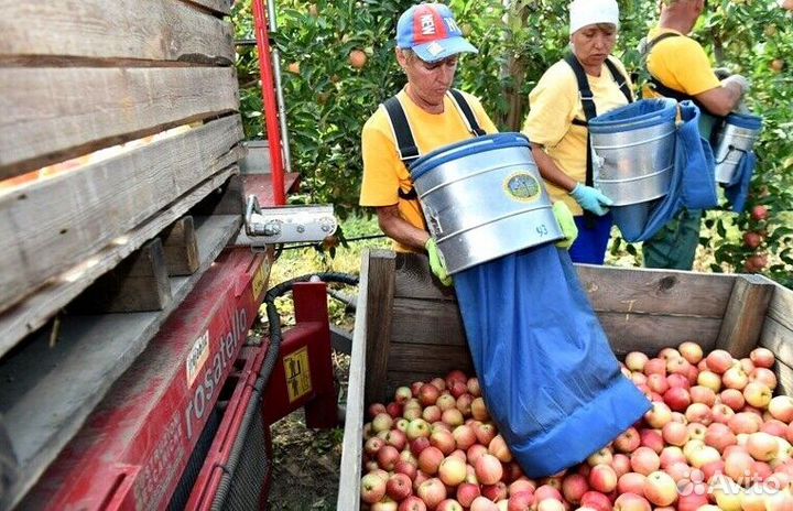 Сборщик яблок с проживанием
