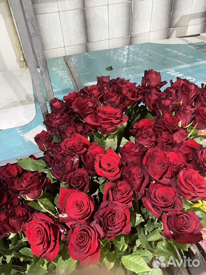 Роза экспловер