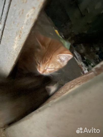 Котята бесплатно