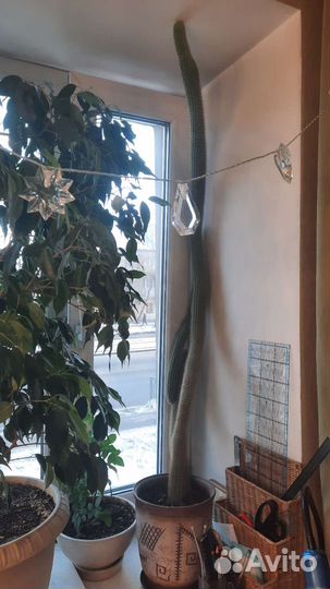 Кактус 15 лет + горшочек