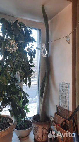 Кактус 15 лет + горшочек