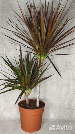 Пальма драцена Маргината