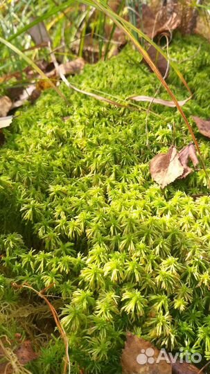 Мох сфагнум свежий 2023 сбор