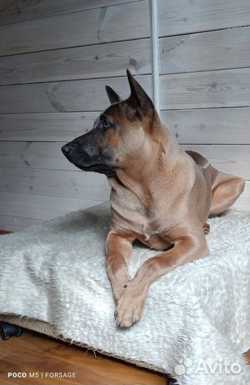 В добрые руки Тайский Риджбек