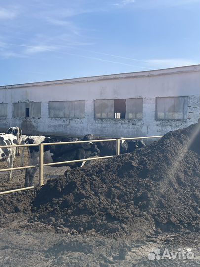 Перегной Навоз Коровий Чернозем доставкой