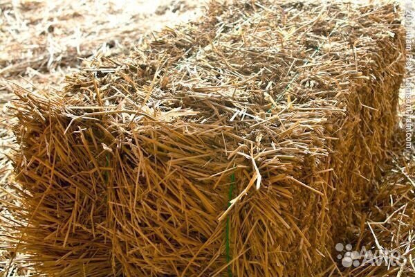Сено суданка в тюках