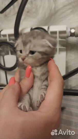 Шотландская вислоухая кошка бесплатно