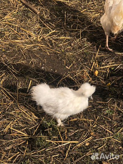 Куры домашние