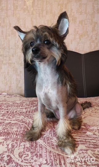 Китайская хохлатая голая девочка