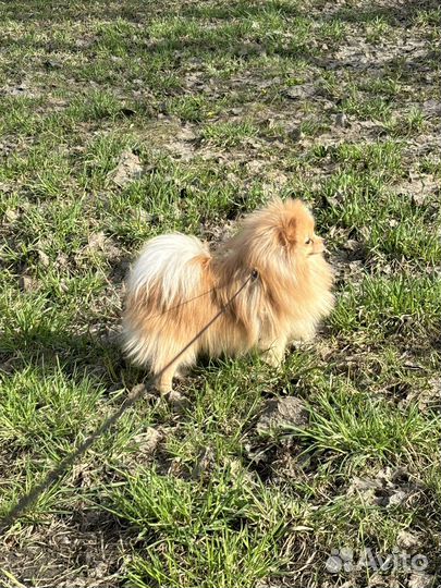 Вязка собак шпиц