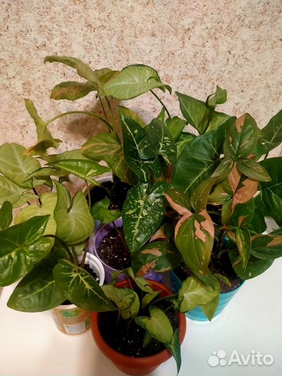 Сингониумы. Комнатные цветы