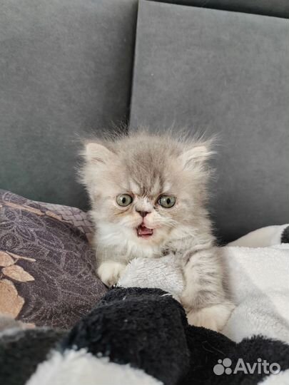 Персидская