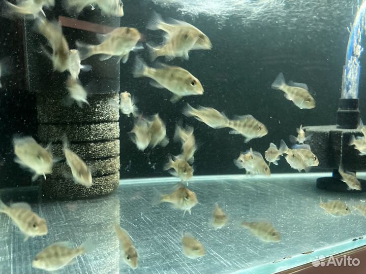 Геофагус красноголовый (Geophagus sp. Tapajos)