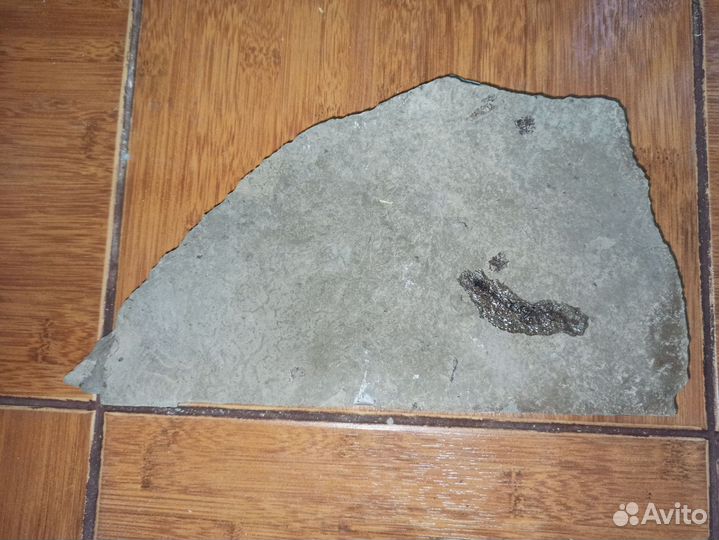 Окаменелая рыбка