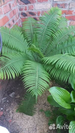 Папоротник страусник обыкновенный