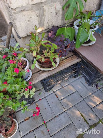 Комнатные цветы